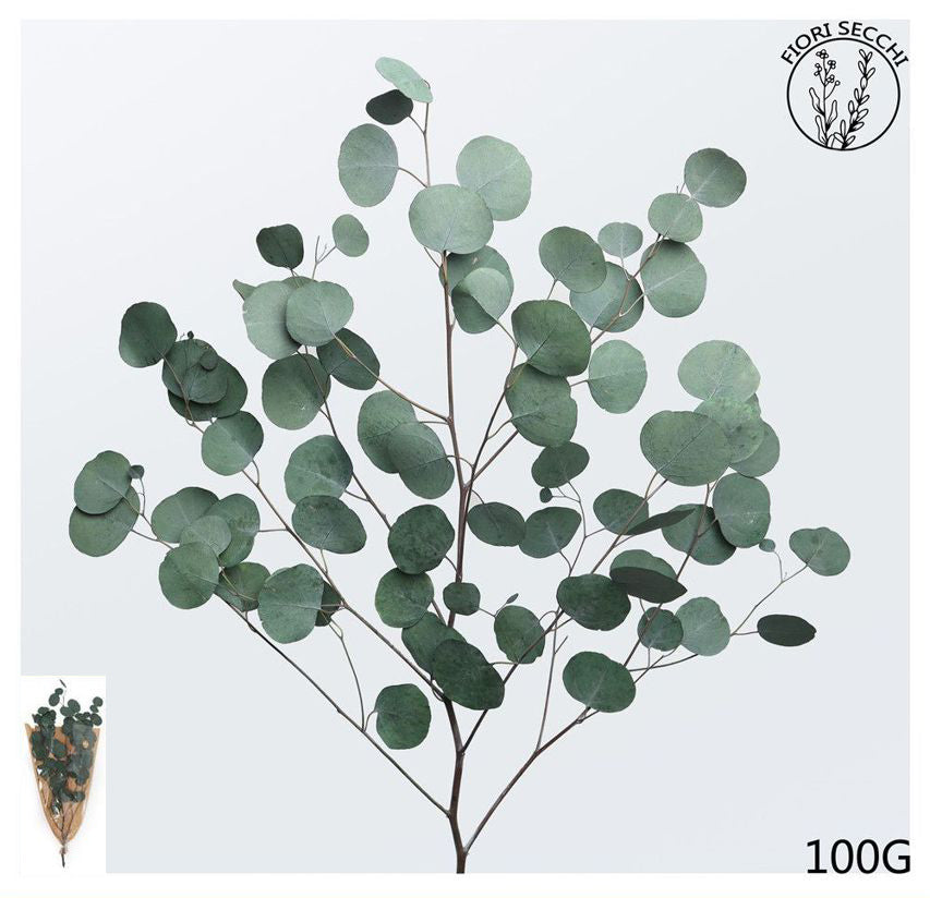 Mazzetto di eucalipto 70-75cm 100gr