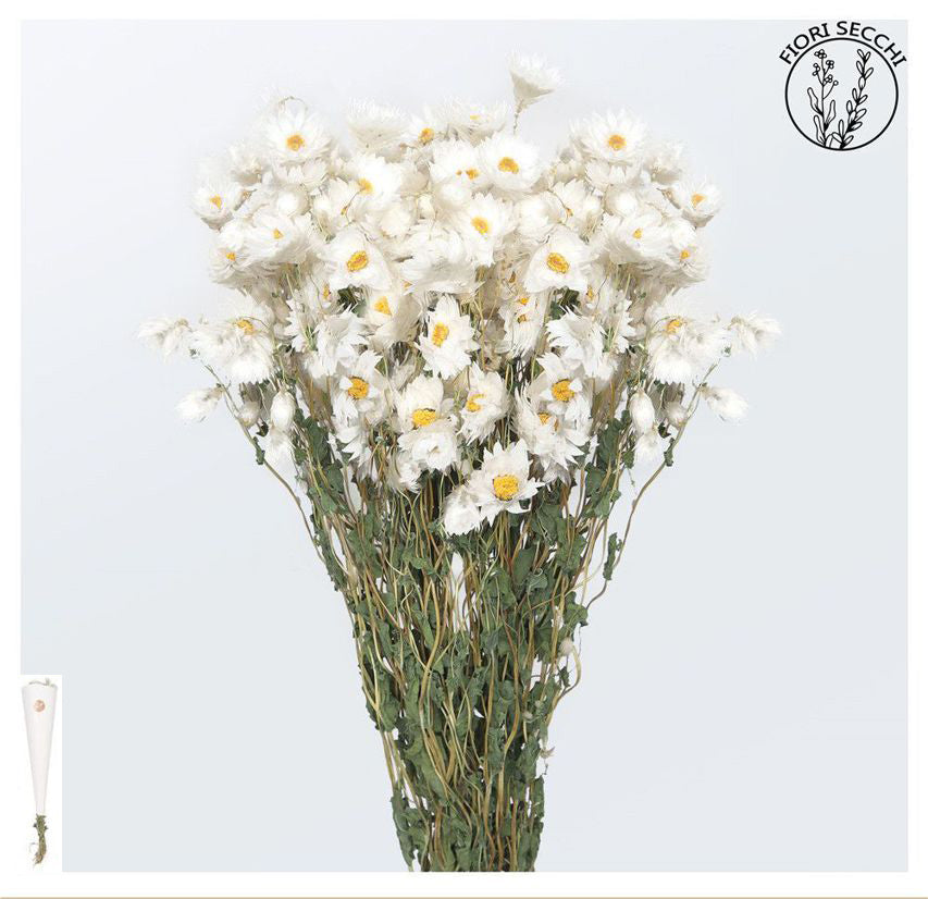 Mazzetto di margherite bianche 55-65cm