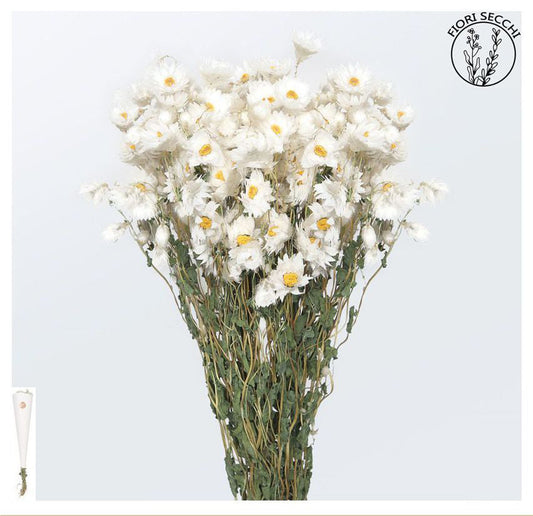 Mazzetto di margherite bianche 55-65cm